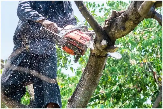 tree services McLendon-Chisholm